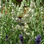 Witte lavendel